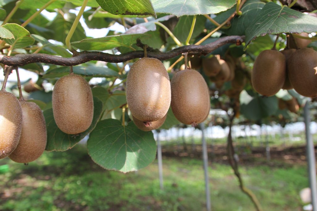 Kiwi Fruit on the Vine