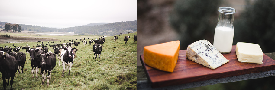 Ashgrove Farm and Ashgrove Cheese