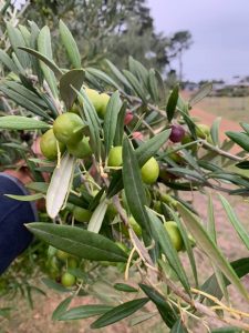 Lauriston Grove Olives