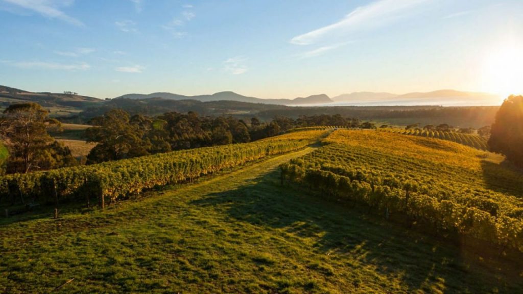 Bream Creek Vineyard