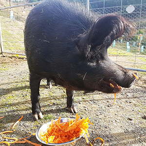 Range TASMANIA Bert the Pet Pig