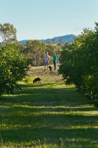 Coaldale Farm Walnuts