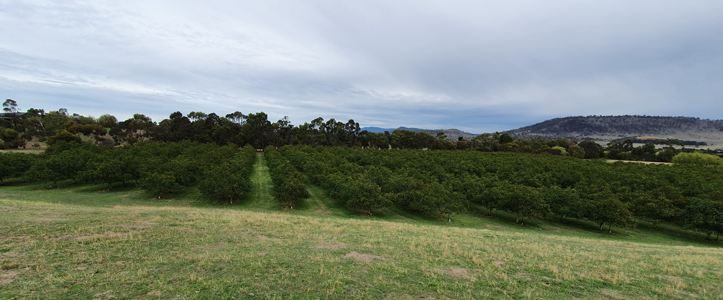 Coaldale Farm Walnuts View