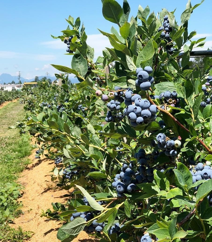 Mountainvale Tasmanian Berries Salamanca Fresh