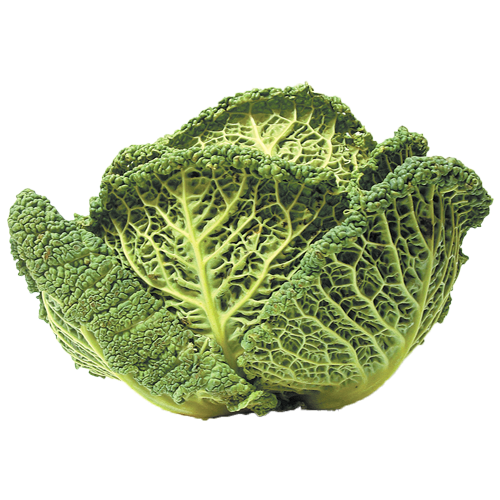 savoycabbage Salamanca Fresh